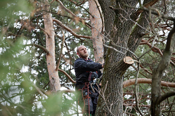 Best Storm Damage Tree Cleanup  in Jerome, ID